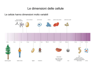 Modulo La cellula