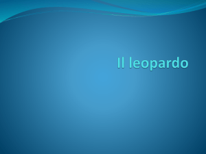 Il leopardo