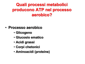 Quali processi metabolici producono ATP nel processo aerobico?