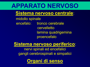 Sistema nervoso periferico