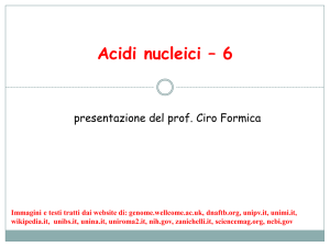 L`immunità innata e adattativa