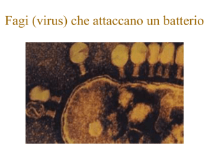 Batteriofagi