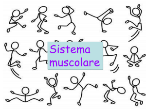 Sistema muscolare