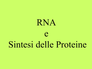 L`RNA si occupa di trasportare le informazioni codificate nel DNA al