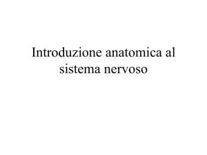 1 Introduzione al sistema nervoso