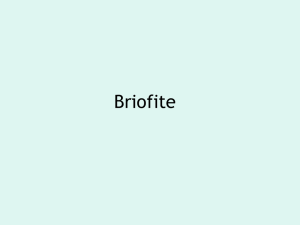 Briofite.Pteridofite