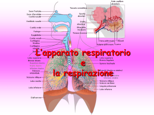 L`apparato respiratorio e la respirazione