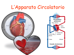 Apparato circolatorrio