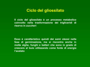 20.ciclo_del_gliossilato