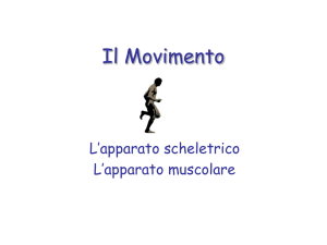 Il movimento: Scheletro e muscoli