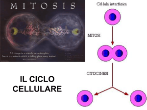 Ciclo cellulare e mitosi File