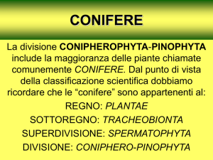 conifere - Dott. Stefano Ciappi
