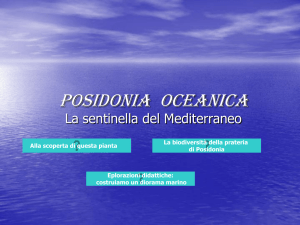 Posidonia oceanica - Concorsionweb.com
