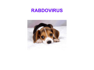 08 - rabdovirus new