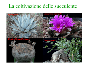 Coltivazione delle succulente