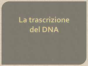 La trascrizione del DNA