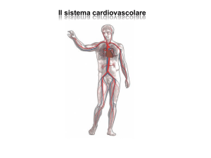 6a Sistema cardiovascolare MC