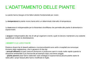 pianta della resurrezione.