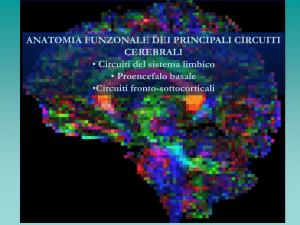 Circuito orbito-frontale laterale