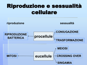 cromosoma - Liceo Foscarini