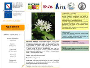 Diapositiva 1 - Herbarium Porticense