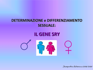 Il gene SRY (Scamporlino)