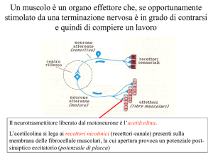 5 Contrazione muscolare