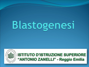 Blastogenesi