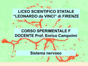 Sistema nervoso periferico - Portale di Giuseppina D`Alisa