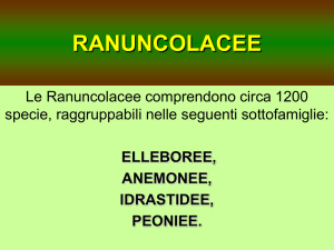 ranuncolacee - Dott. Stefano Ciappi