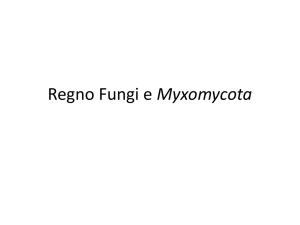 Regno Fungi e Myxomycota