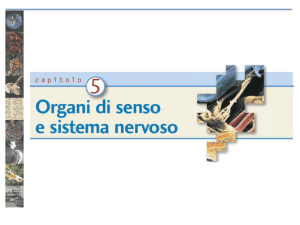 sistema nervoso centrale