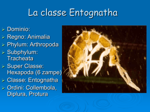 La classe Entognatha