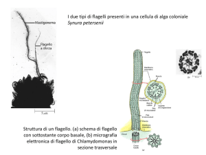 Diapositiva 1 - SCIENZE BIOLOGICHE