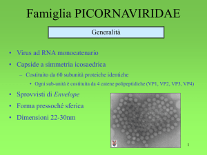 Presentazione di PowerPoint - Sezione Bulldog di Fossombrone