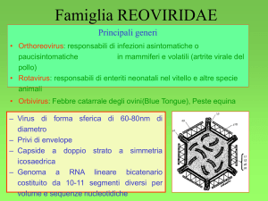 Presentazione di PowerPoint - Sezione Bulldog di Fossombrone