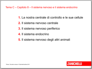 sistema-nervoso