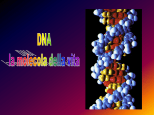 La molecola del DNA_chimica