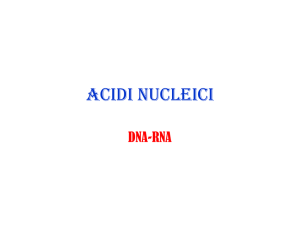 acidi nucleici - Gweb-scientifico