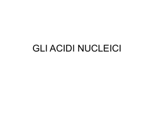 gli acidi nucleici