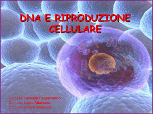 DNA e riproduzione cellulare