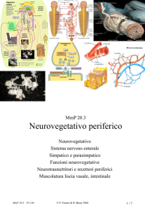 Neurovegetativo periferico