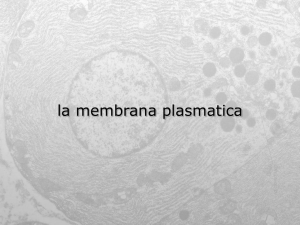 la membrana plasmatica