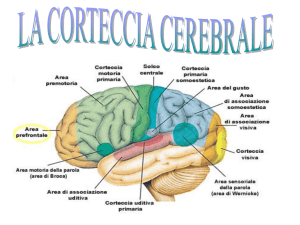 Connessioni della corteccia cerebrale