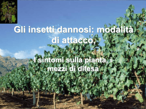 Gli insetti dannosi: modalità di attacco,