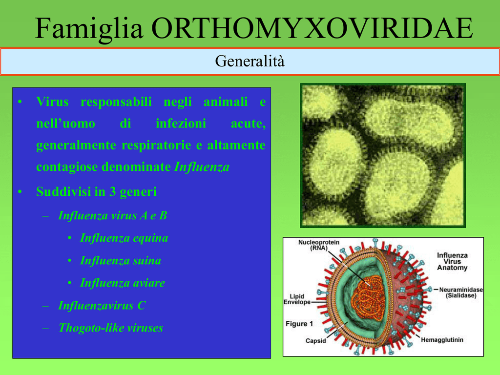 Вирусы относятся к форме жизни. Семейство ортомиксовирусы. Ортомиксовирусы микробиология. Морфология ортомиксовирусов. Возбудитель гриппа Orthomyxoviridae.