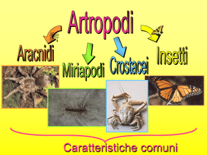 Diapositiva 1 - Cappelletti Turco