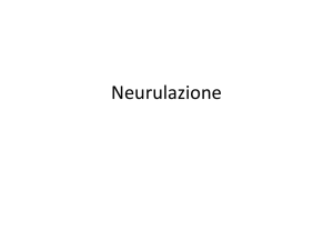 7) Neurulazione - Marina Paolucci