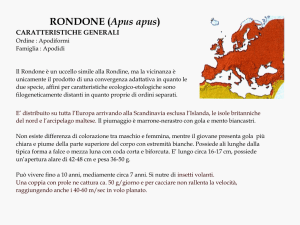Diapositiva 1 - Comune di Pesaro