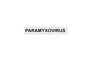 04 - paramyxo